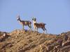 Nubian Ibex (Capra ibex nubiana) - Wiki