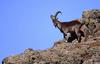 Walia ibex (Capra walie) - Wiki