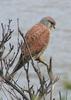 Common Kestrel (Falco tinnunculus) - Wiki