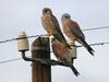 Lesser Kestrel (Falco naumanni) - Wiki
