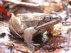 Wood Frog (Lithobates sylvaticus) - Wiki