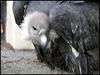 White-rumped Vulture (Gyps bengalensis) - Wiki