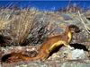 Long-tailed Weasel (Mustela frenata) - Wiki