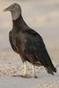 American Black Vulture (Coragyps atratus) - Wiki