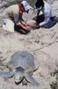 Kemp's Ridley Sea Turtle (Lepidochelys kempii) - Wiki