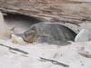 Green Sea Turtle (Chelonia mydas) - Wiki