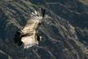 Andean Condor (Vultur gryphus) - Wiki
