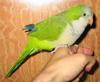Monk Parakeet (Myiopsitta monachus) - Wiki