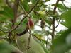 Alexandrine Parakeet (Psittacula eupatria) - Wiki