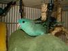 Barred Parakeet (Bolborhynchus lineola) - Wiki