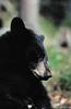 American Black Bear (Ursus americanus) - Wiki