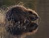 European Beaver (Castor fiber) - Wiki