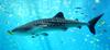 Whale Shark (Rhincodon typus) - Wiki