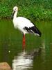 Oriental White Stork (Ciconia boyciana) - Wiki