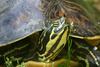 Peninsula Cooter (Pseudemys floridana) - Wiki