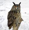 Eurasian Eagle Owl (Bubo bubo) - Wiki