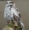 Verreaux's Eagle Owl (Bubo lacteus) - Wiki