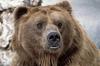 Kodiak Bear (Ursus arctos middendorffi) - Wiki