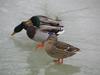 Mallard Duck (Anas platyrhynchos) - Wiki
