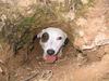 Jack Russell Terrier - Wiki