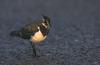 Northern Lapwing (Vanellus vanellus) - Wiki