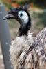 Emu (Dromaius novaehollandiae) - Wiki