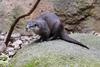 Oriental Small-clawed Otter (Aonyx cinereus) - Wiki