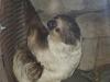Hoffmann's Two-toed Sloth (Choloepus hoffmanni) - Wiki