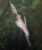 False Pipefish (Solenostomus sp.) - Wiki