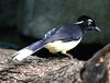 Plush-crested Jay (Cyanocorax chrysops) - Wiki