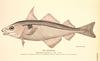 Haddock (Melanogrammus aeglefinus) - Wiki