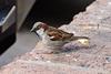 House Sparrow (Passer domesticus) - Wiki