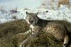 Bobcat (Lynx rufus) - Wiki