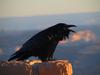 Common Raven (Corvus corax) - Wiki