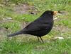 Common Blackbird (Turdus merula) - Wiki