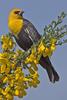 Yellow-headed Blackbird (Xanthocephalus xanthocephalus) - Wiki