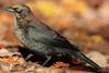 Rusty Blackbird (Euphagus carolinus) - Wiki