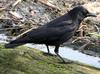 American Crow (Corvus brachyrhynchos) - Wiki