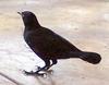 Greater Antillean Grackle (Quiscalus niger) - Wiki