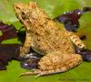 Indian Bullfrog (Hoplobatrachus tigerinus) - Wiki