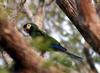 Golden-collared Macaw (Propyrrhura auricollis) - Wiki