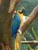 Blue-and-yellow Macaw (Ara ararauna) - Wiki