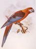 Cuban Red Macaw (Ara tricolor) - Wiki