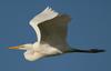 Great Egret (Casmerodius albus) - Wiki