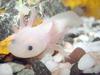 Axolotl (Ambystoma mexicanum) - Wiki
