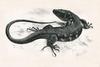 El Hierro Giant Lizard (Gallotia simonyi) - Wiki