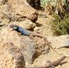 Canary Island Lizard (Gallotia galloti) - Wiki