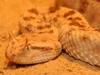 Desert Horned Viper (Cerastes cerastes) - Wiki