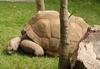 Aldabra Giant Tortoise (Geochelone gigantea) - Wiki