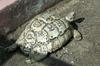 Leopard Tortoise (Geochelone pardalis) - Wiki